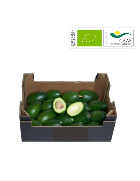 Avocats Bacon Biologiques | Direct agriculteur bio