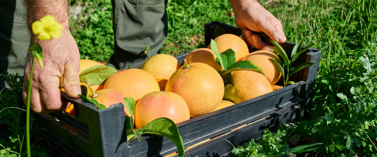 Fruits bio en direct du producteur livrés à Paris et Lyon