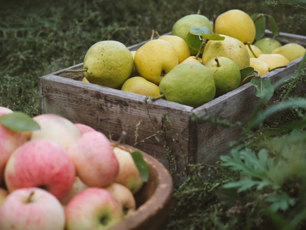 Livraison de fruits bio à domicile ou en point de collecte à Paris et Lyon