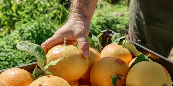 Acheter ses fruits en direct du producteur : pourquoi ça change tout