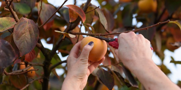 Comment reconnaître une véritable vente directe agriculteur (et éviter les fausses) ?